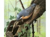Illustration of Nuthatch (Sitta euopaea) (#0478)