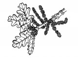Illustration of Oak leaves & flowers (Quercus robur) (#1500)