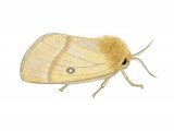 Illustration of Oak Eggar Moth (Lasiocampa quercus) (#2487)