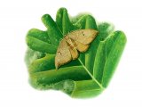 Illustration of Oak Hooktip (Drepana binaria) (#2597)