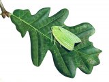 Illustration of Oak Leaf Roller Moth (Tortrix viridana) (#1145)