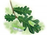 Illustration of Oak Leaf Roller Moth (Tortrix viridana) (#1684)