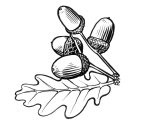 Illustration of Oak leaves & acorns (Quercus robur) (#1499)