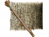 Illustration of Oak bark & twig(Quercus robur) (#2396)