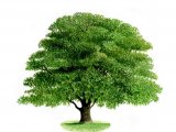 Illustration of Oak Tree (Quercus robur) (#0043)