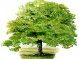 Illustration of Oak Tree (Quercus robur) (#4332)