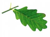 Illustration of Oak leaf (Quercus robur) (#3220)