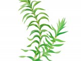 Illustration of Opposite-leaved Pondweed (Groenlandia densa) (#2758)