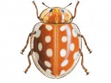 Illustration of Orange Ladybird (Halyzia 16-guttata) (#0900)