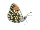 Illustration of Orange Tip (female) Anthocharis cardamines (#0312)