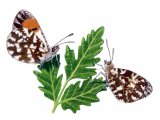 Illustration of Orange Tip (Anthocharis cardamines) (#1389)