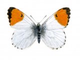 Illustration of Orange Tip (male) Anthocharis cardamines 02 (#0314)