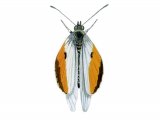 Illustration of Orange Tip (male) Anthocharis cardamines (#0320)