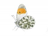 Illustration of Orange Tip (male) Anthocharis cardamines (#2983)