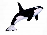 Illustration of Orca (Whale Killer) Orcinus orca (#2036)
