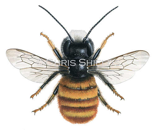 Illustration of Orchard Bee (Osmia cornuta) male (#4497)