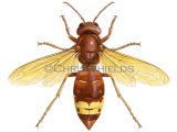Illustration of Oriental Hornet (Vespa orientalis) (#4666)
