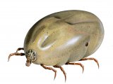 Illustration of Ornate Cow Tick (Dermacentor reticulatus) fed female (#3889)