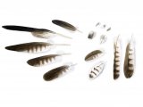 Illustration of Osprey feathers (Pandion haliaetus) (#2251)