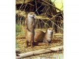 Illustration of Otter (Lutra lutra) (#0276)