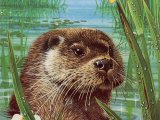 Illustration of Otter (Lutra lutra) (#3675)
