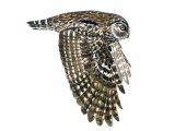 Illustration of Little Owl in flight (Athene noctun) (#0526)