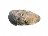 Illustration of Tawny Owl pellet (Strix aluco) (#0532)
