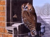 Illustration of Tawn Owl (Strix aluco) (#1102)