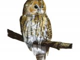 Illustration of Tawn Owl (Strix aluco) (#2985)