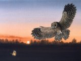 Illustration of Tawn Owl (Strix aluco) (#3865)