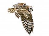 Illustration of Short-eared Owl (Asio flammeus) (#0525)