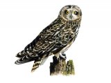 Illustration of Short-eared Owl (Asio flammeus) (#0817)