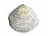 Illustration of Oyster (Common) Ostrea edulis (#0775)