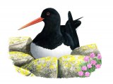 Illustration of Oystercatcher (Haematopus ostralegus) (#3908)