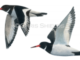Illustration of Oystercatcher (Haematopus ostralegus) (#3643)