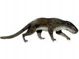 Illustration of Pantolambda (#0649)