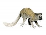 Illustration of Tetonius (#0655)