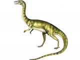 Illustration of Coelophysis (#0693)