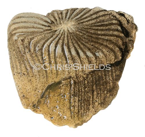 Illustration of Coral Thecosmilla (scaleractinian) (#0090)