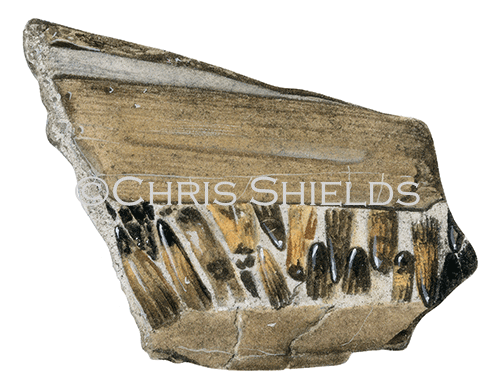 Illustration of Sea-Dragon Ichthyosaurus (beak & teeth) (#0095)