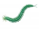 Illustration of Paddleworm (Phyllodoce lamelligera) (#1428)