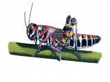 Illustration of Painted Grasshopper (Dactylotum bicolor) (#2455)