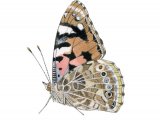 Illustration of Painted Lady (Vanessa cardui) (#2989)