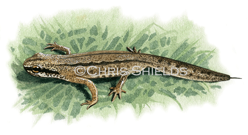 Illustration of Palmate Newt male (Triturus helveticus) (#0715)