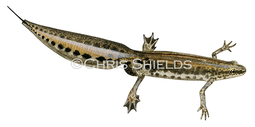 Illustration of Palmate Newt male (Triturus helveticus) (#0716)