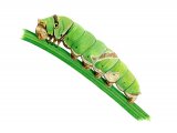 Illustration of Mariposa del Muerte Caterpillar (Papilio demoleus) (#2183)