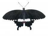 Illustration of Common Mormon (Papilio polytes) (#2187)