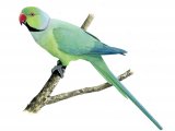 Illustration of Rose-ringed parakeet (Psittacula krameri) (#3875)