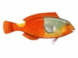 Illustration of Parrot Fish (euscarus cretensis) (#3048)