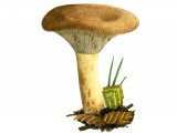 Illustration of Paxillus involutus (Brown Rollrim) (#2010)